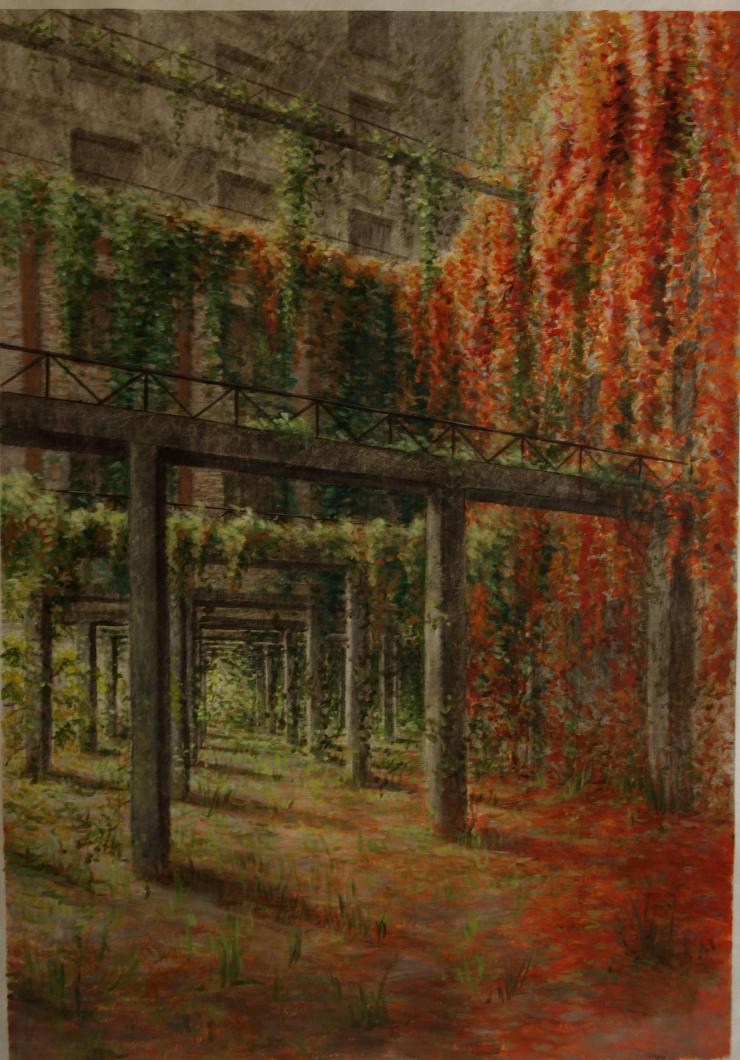 The beautiful colors of the Virgin Creeper