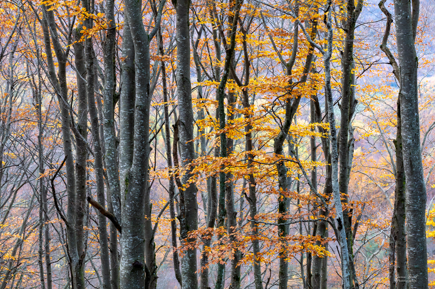Histoire d’automne