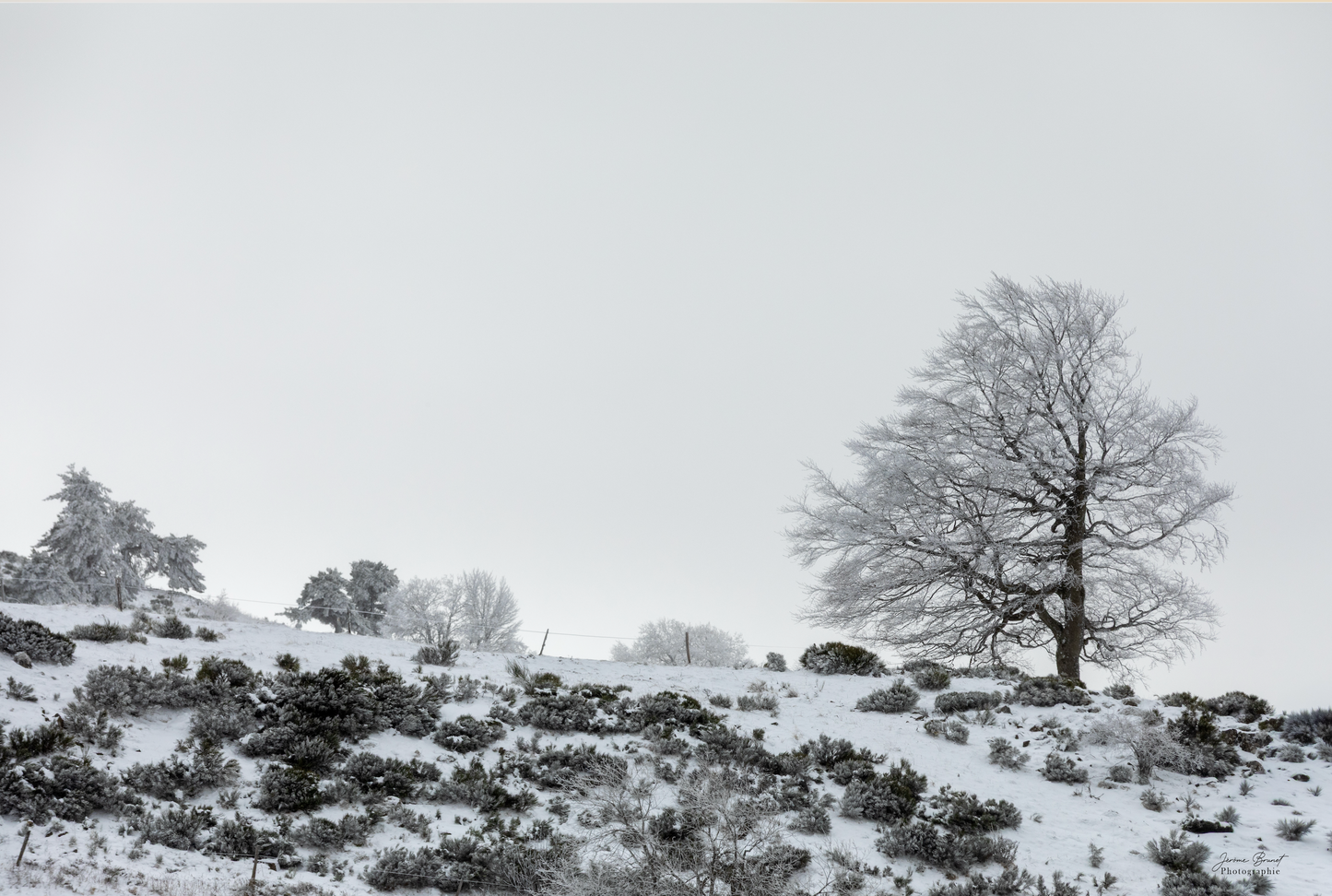Complètement givré