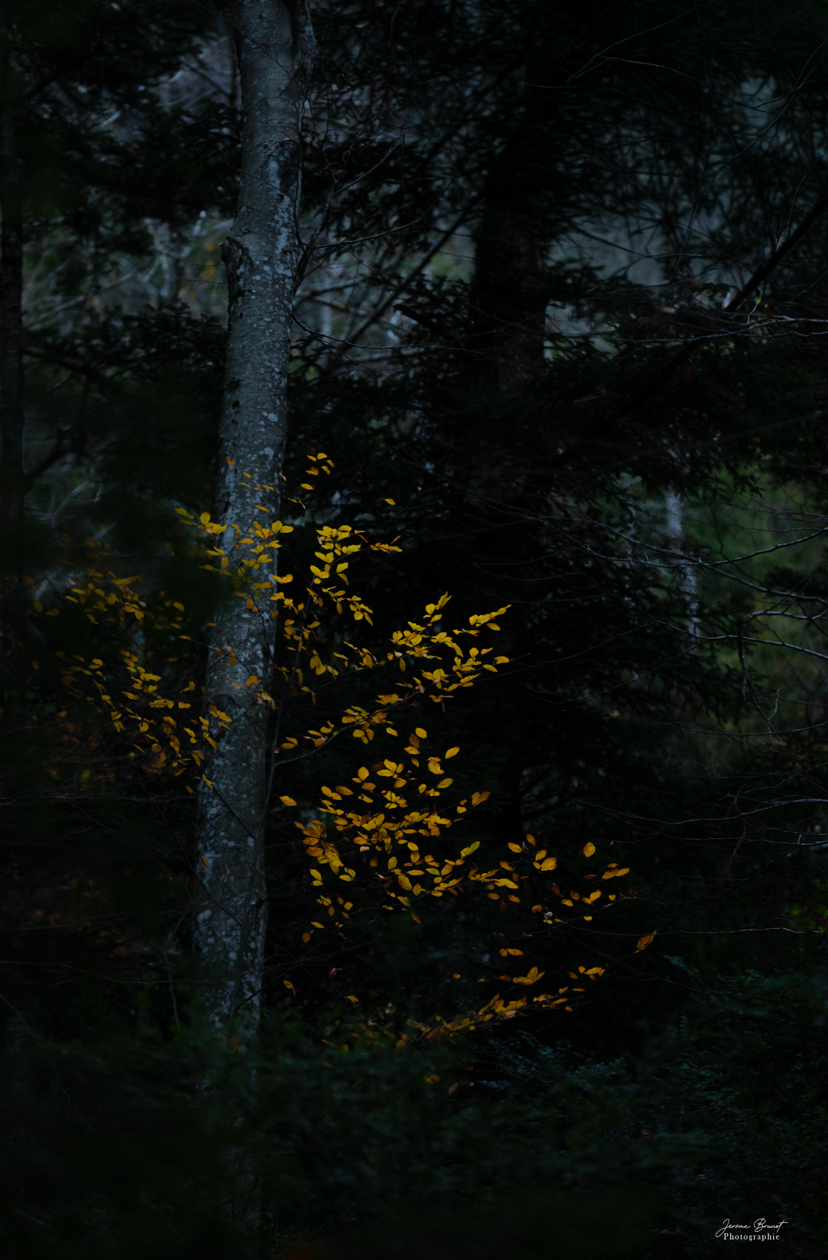 Lucioles d’automne