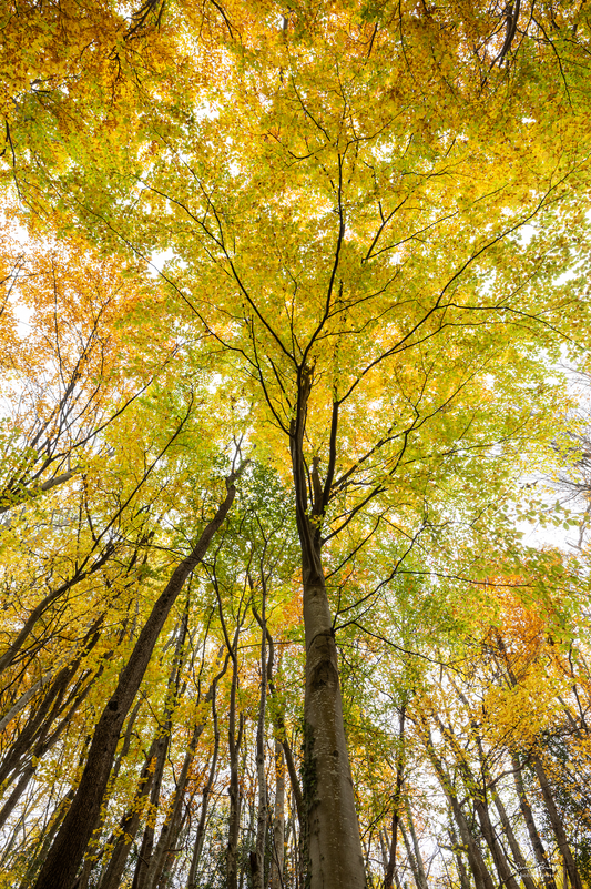 Les géants d’automne