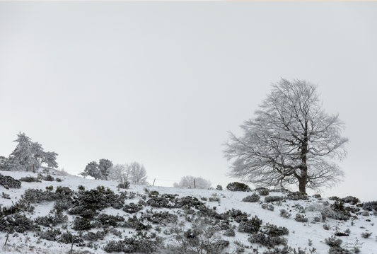 Complètement givré