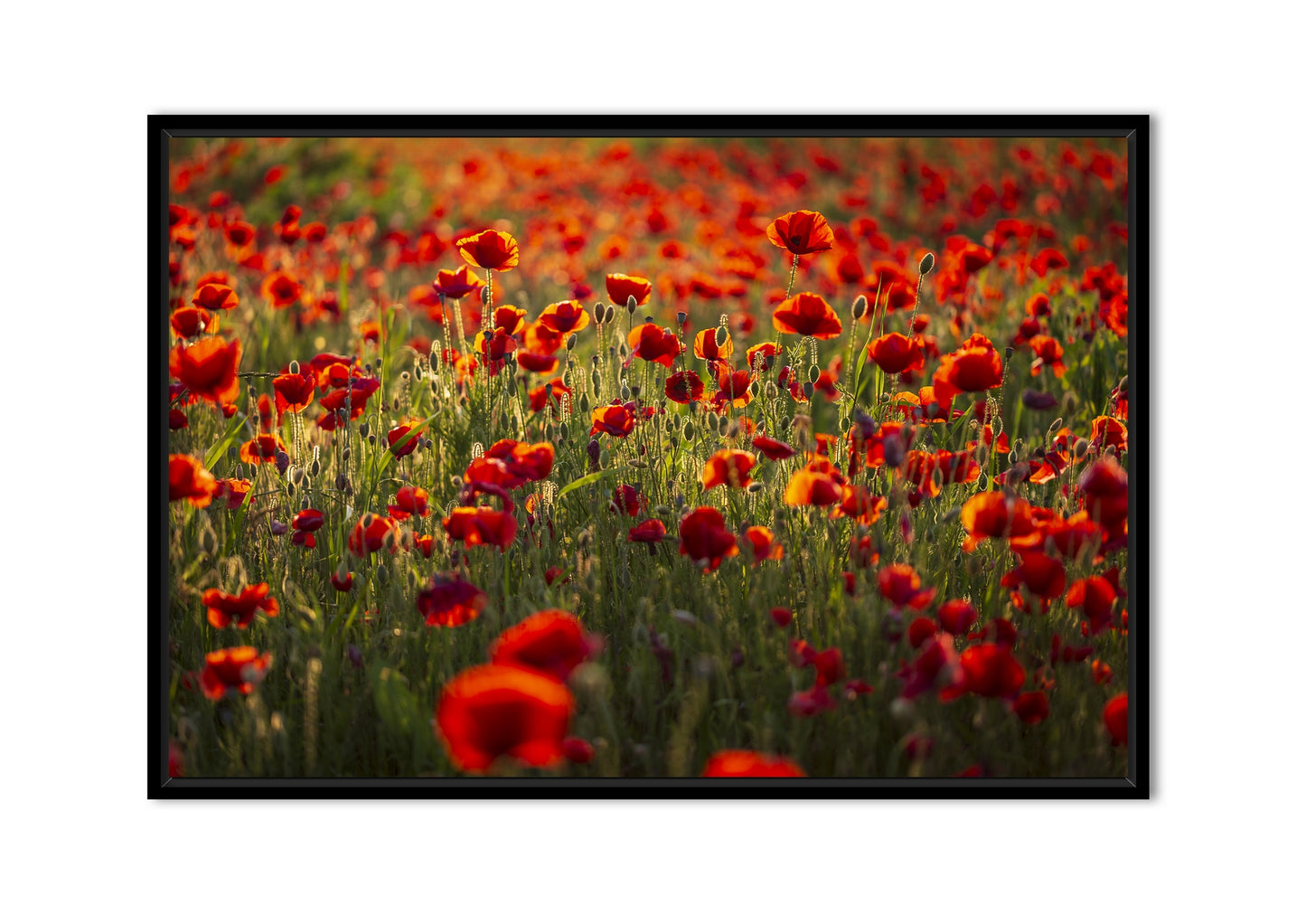 amapolas rojas