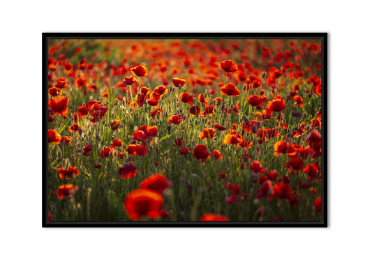 Rouge Coquelicots