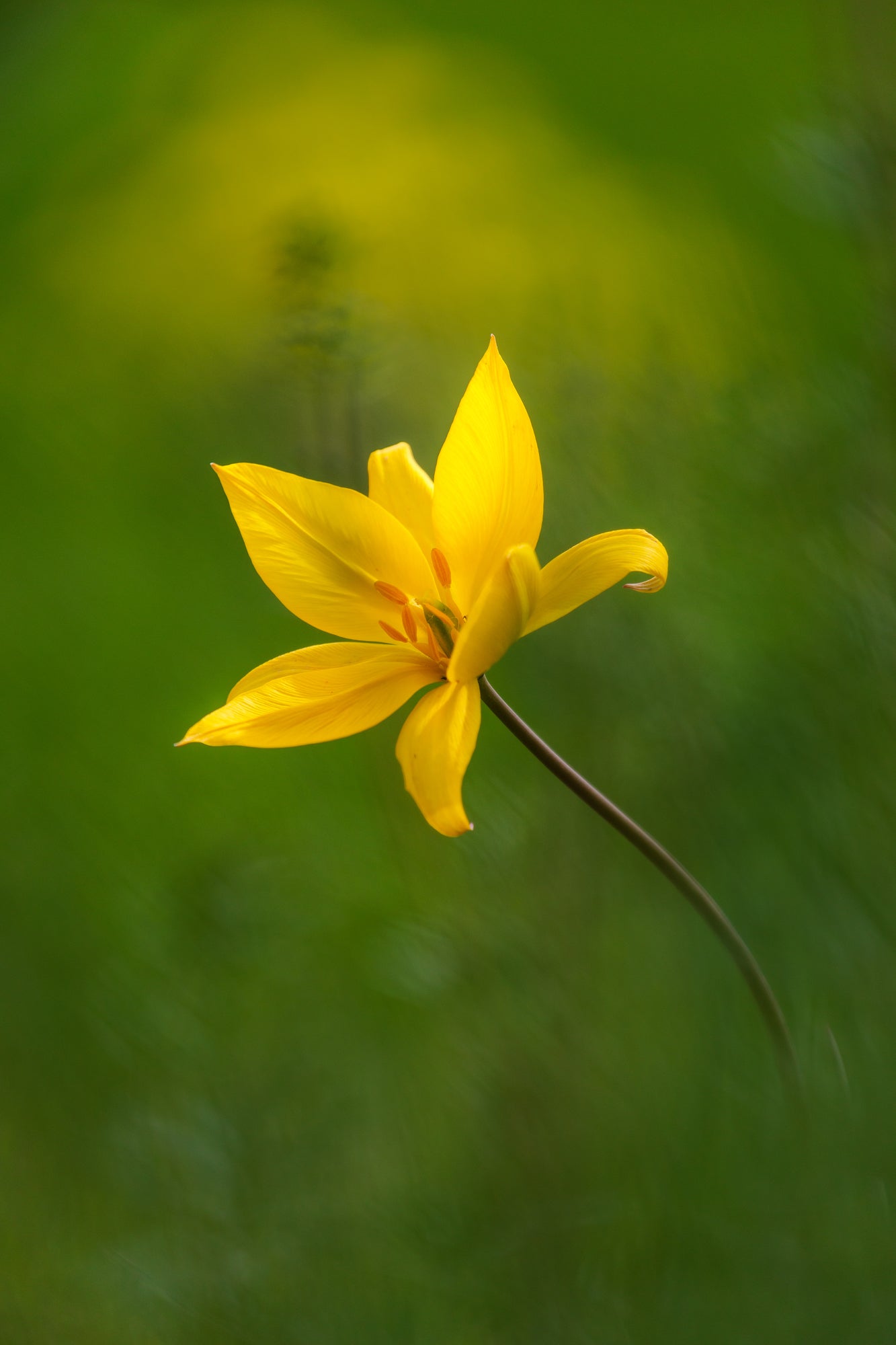 Tulipa Sylvestris